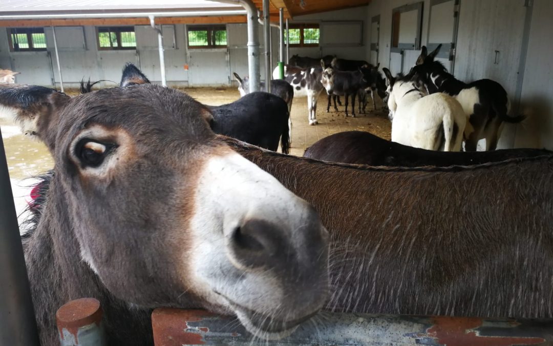 21.08.2019 Feuerdesign unterstützt Stiftung Eselhilfe ALINE in Feldbach.